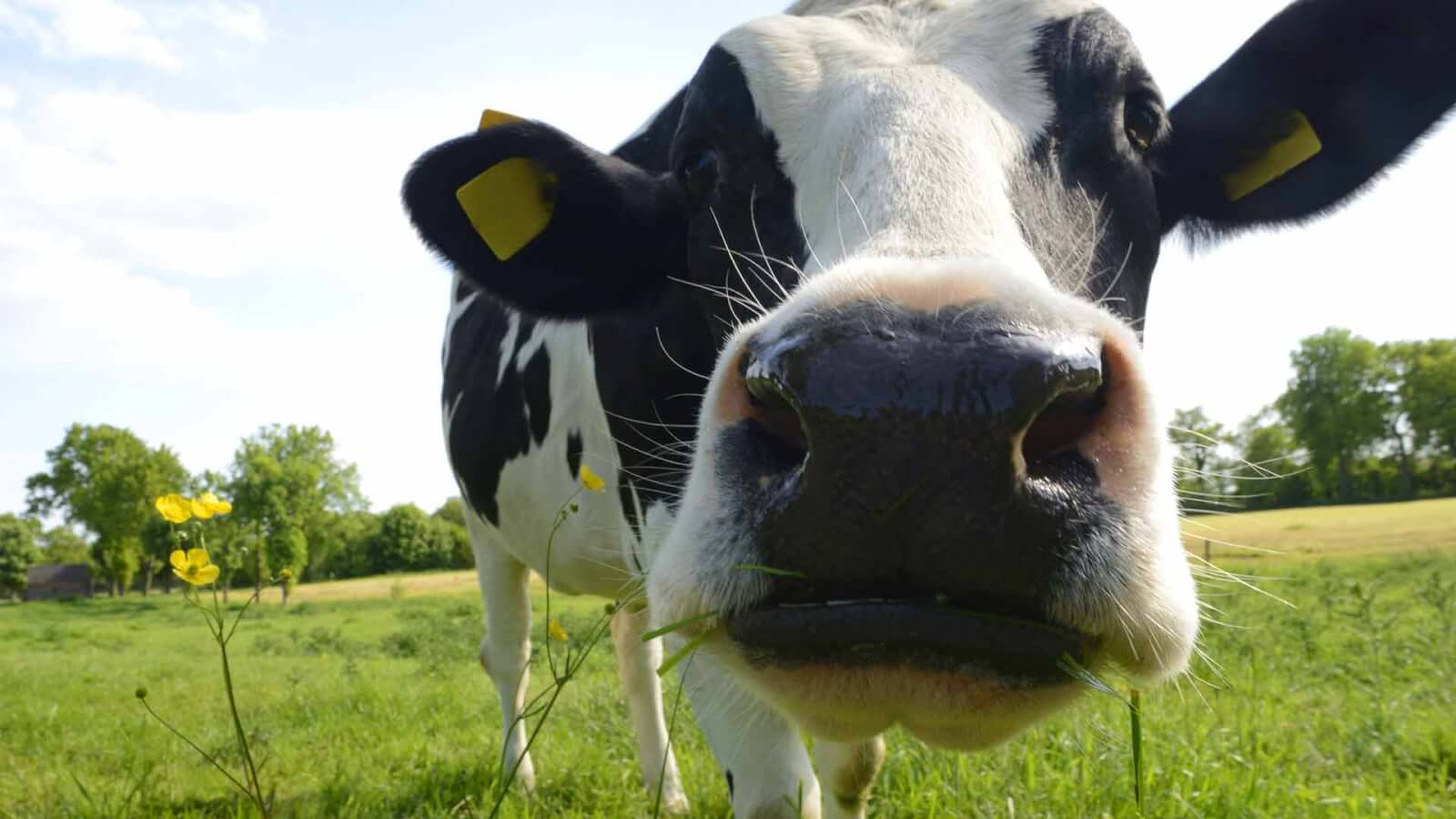 Shenandoah Dairy