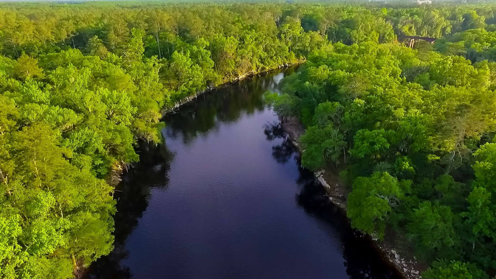 aerial view of suwannee river and surrounding nature