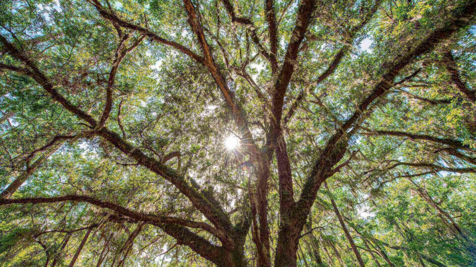 Live Oak tree
