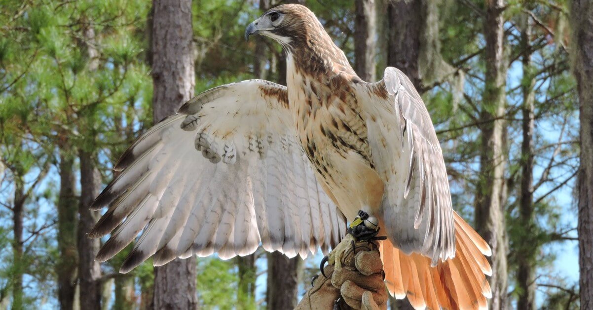  Birds of Prey in Florida