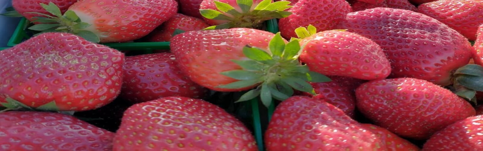 Strawberry Fest