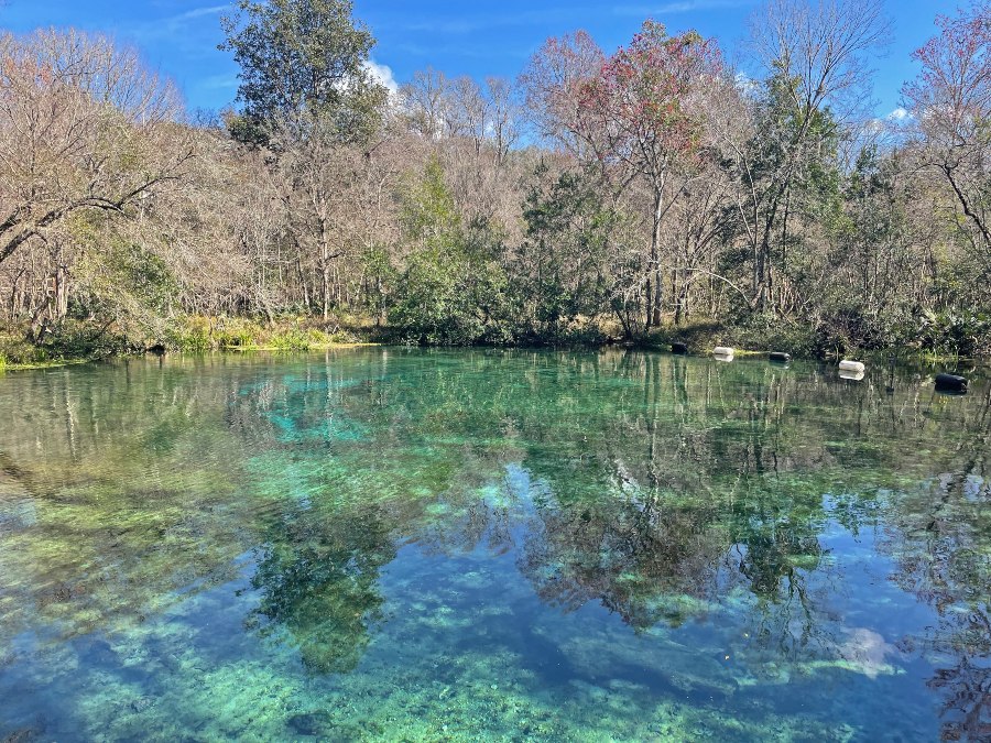 Light from the tall trees lining the bank dapples the shallow and clear waters of Ichetucknee Springs.