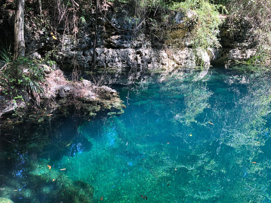 Orange Grove Sink in O'Brien, Florida features picturesque underwater caverns with crystal clear waters, surrounded by a dense canopy of trees and rich aquatic vegetation.
