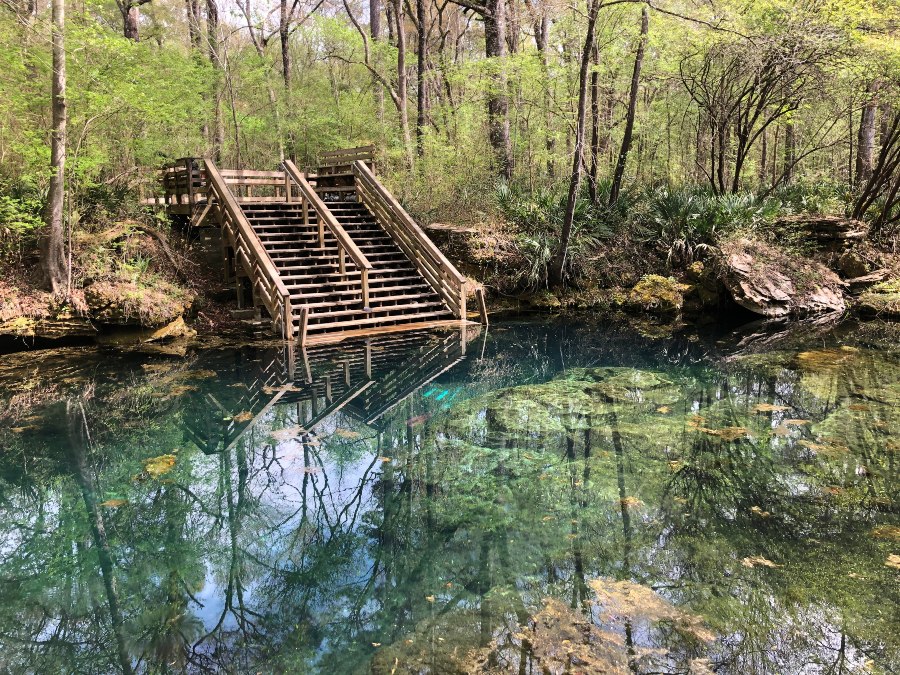 Stairs lead from the banks of the Wes Skiles State Park to the turquoise green water's edge of Peacock Springs.