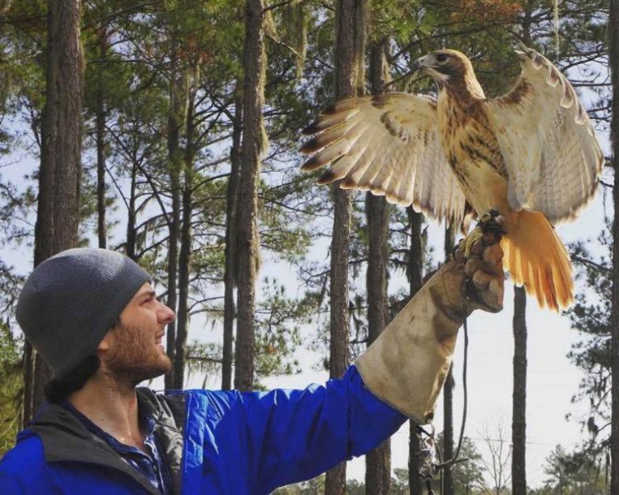 An keeper at Birds of Prey holds a falcon aloft on his arm during an educational presentation in Live Oak, Florida.