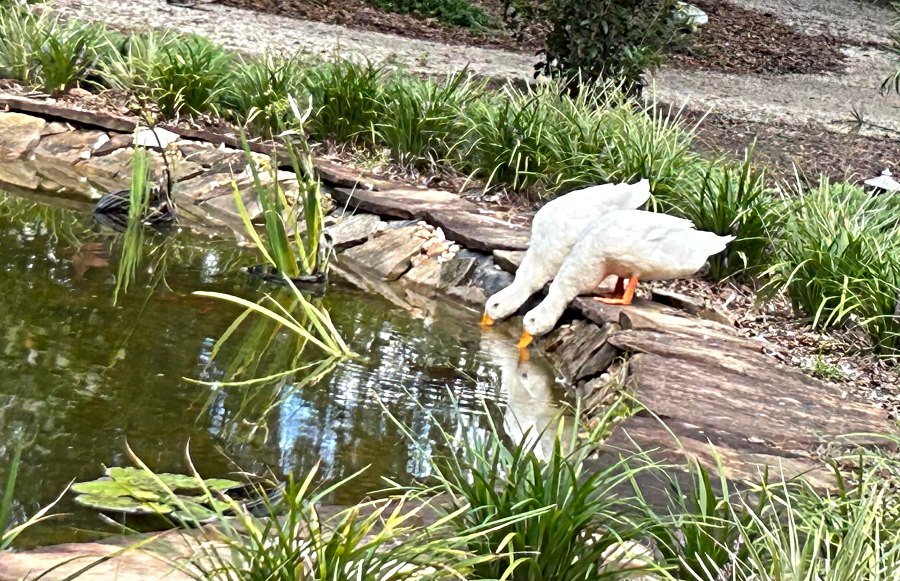 Two geese drink from a pond surrounded by lush vegetation at Hearthstone Gardens in Suwannee County, Florida.