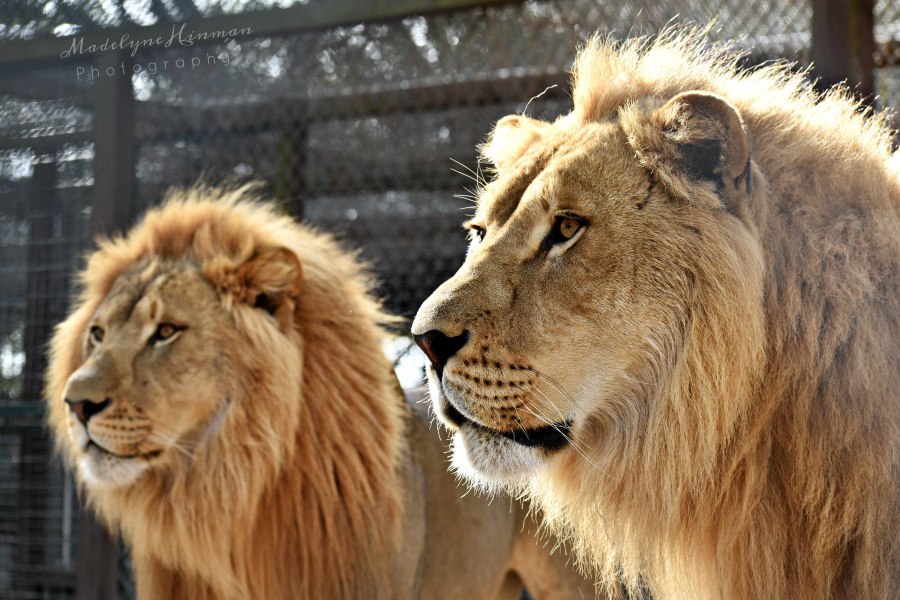 Two male lions stand for crowds visiting Mystic Jungle in Live Oak, Florida.