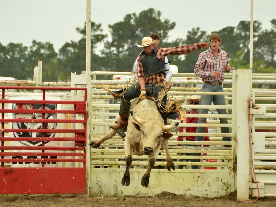 A cowboy exits the gates atop a bucking bull during a bull riding event at the Suwannee River Riding Club Rodeo in Branford, Florida.