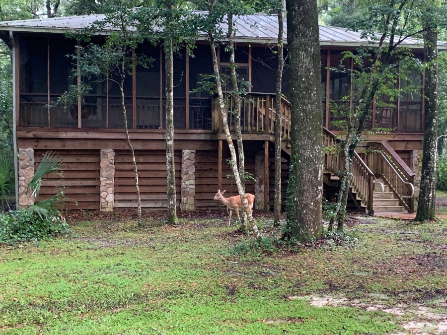 A lone fawn stands outside a wood cabin Suwannee River State Park — a popular destination for cabin camping in Florida.