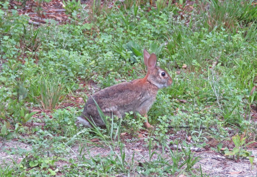 Rabbit by Judy Hatch