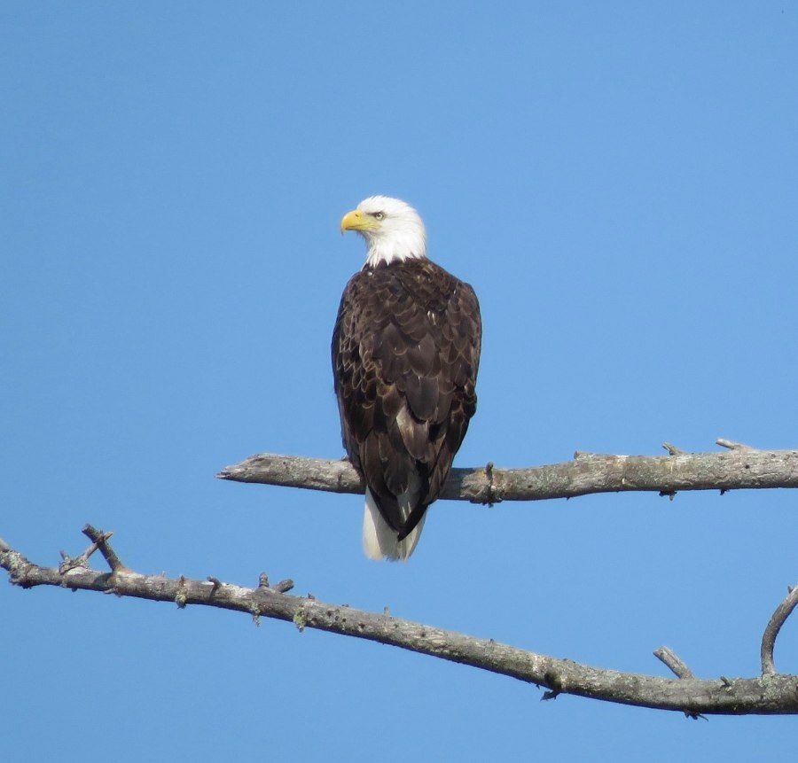 Eagle by Judy Hatch