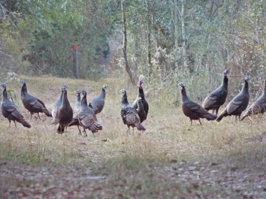 Turkeys by Judy Hatch