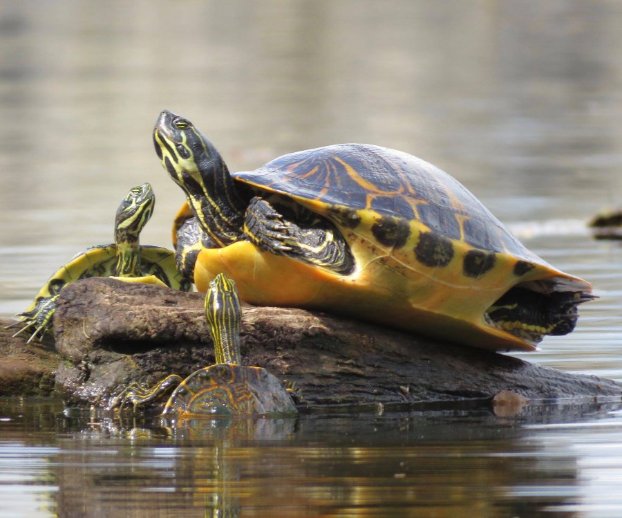 Turtles by Judy Hatch