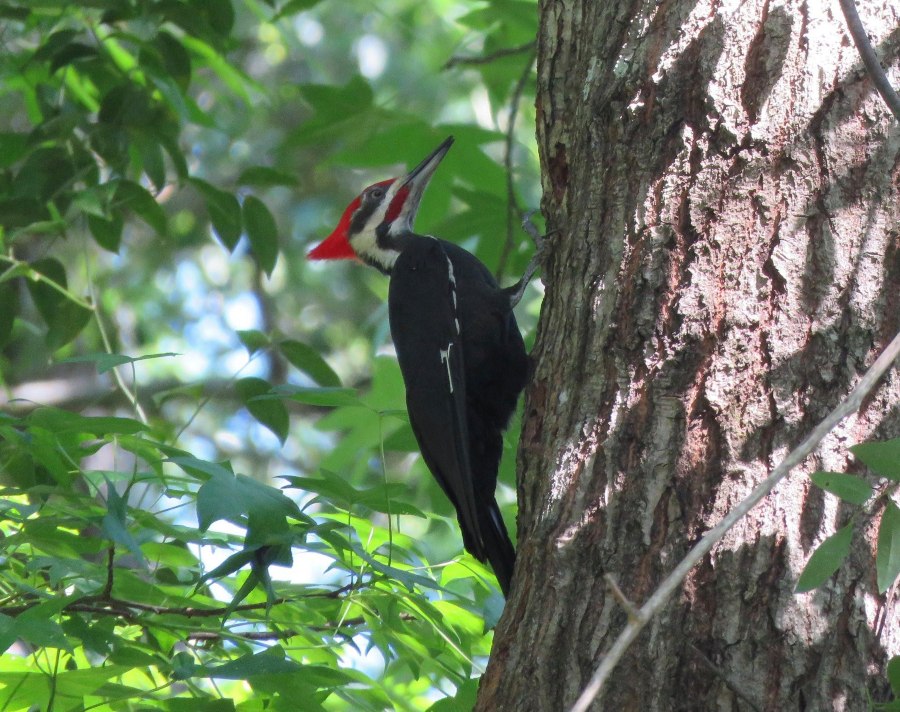 Woodpecker by Judy Hatch