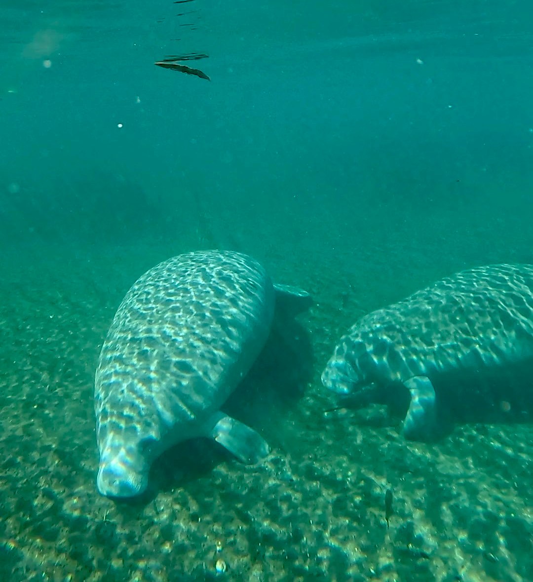 Underwater view of Manatees