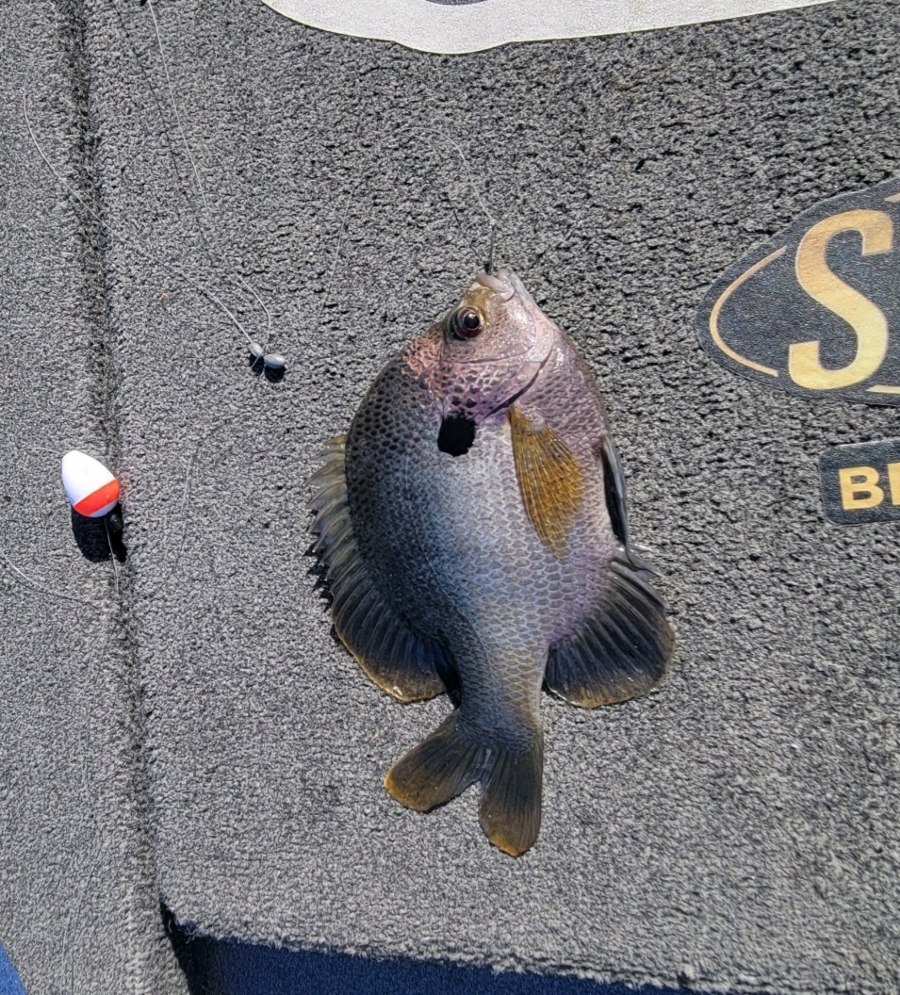 A freshly caught fish from the Suwannee River.