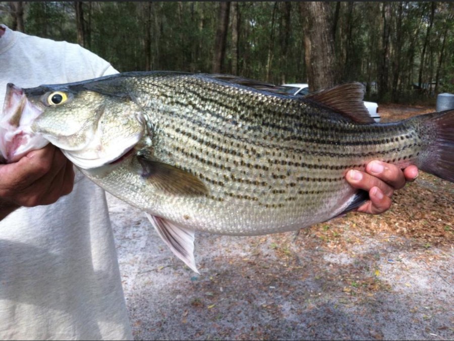 An angler holds a trophy fish caught in the Suwannee River aloft — a popular local pass time in the region.