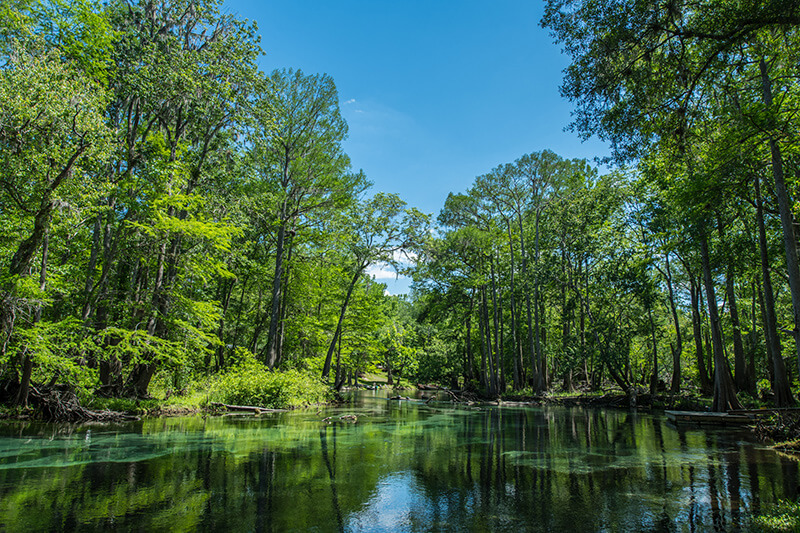 Tall trees tower over a waterway in Ichetucknee Spring State Park in Suwannee County, Florida.