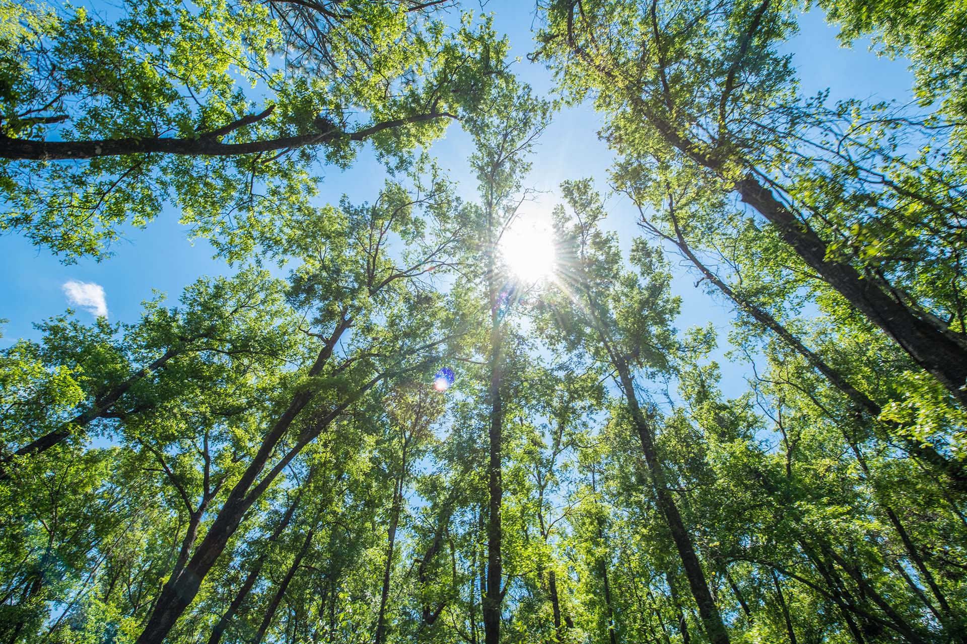 Trees in Live Oak