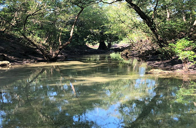 Charles Spring in Dowling Park is a small, stream-like waterway in Suwannee County, Florida.